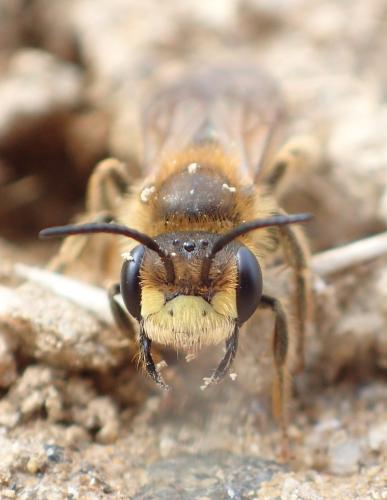 Andrena sp.